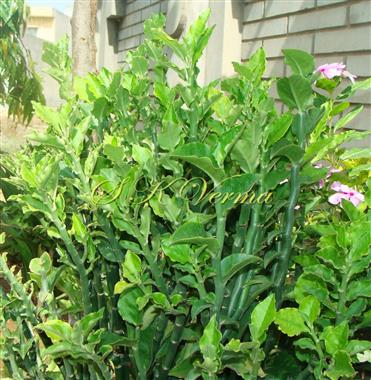  Plants